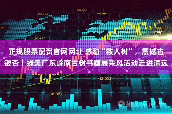 正规股票配资官网网址 感动“救人树”，震撼古银杏｜绿美广东岭南古树书画展采风活动走进清远