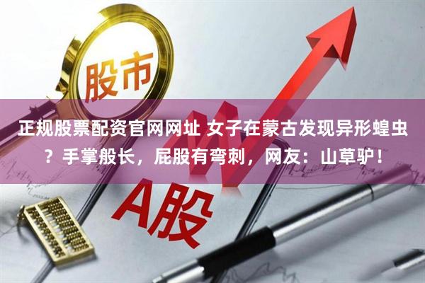 正规股票配资官网网址 女子在蒙古发现异形蝗虫？手掌般长，屁股有弯刺，网友：山草驴！